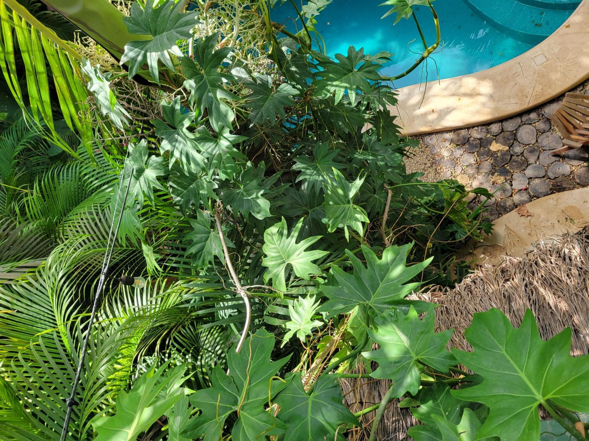 Apartament The Secret Garden Tulum Zewnętrze zdjęcie